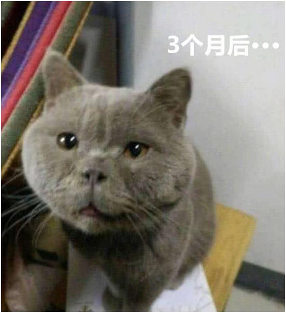 妹子网购了一只蓝猫,几个月后哭了,网友:可能是猫长像主人!