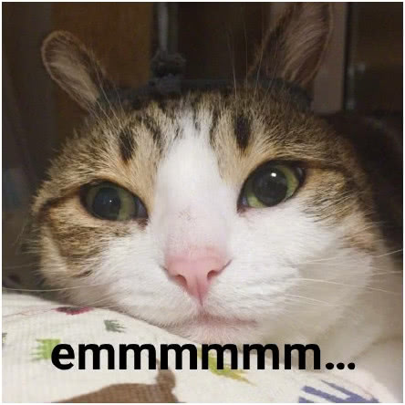 妹子网购了一只蓝猫,几个月后哭了,网友:可能是猫长像主人!