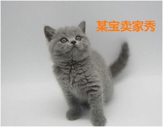 妹子网购了一只蓝猫,几个月后哭了,网友:可能是猫长像主人!