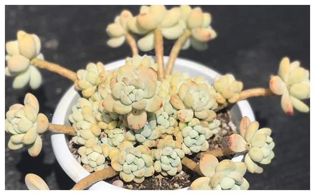 网购多肉植物怎么处理才能快速服盆？做好这3步迅速长胖状态满满