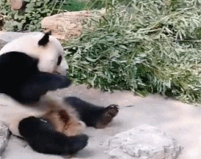 北京动物园有游客向熊猫扔石头,网友建议改善场馆硬件设施