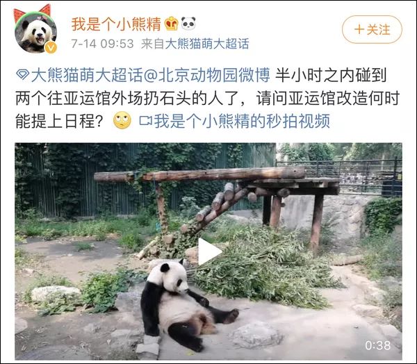 北京动物园有游客向熊猫扔石头,网友建议改善场馆硬件设施