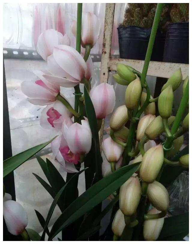 此花寓意美好,花型独特,品种繁多,适合家庭养护观赏