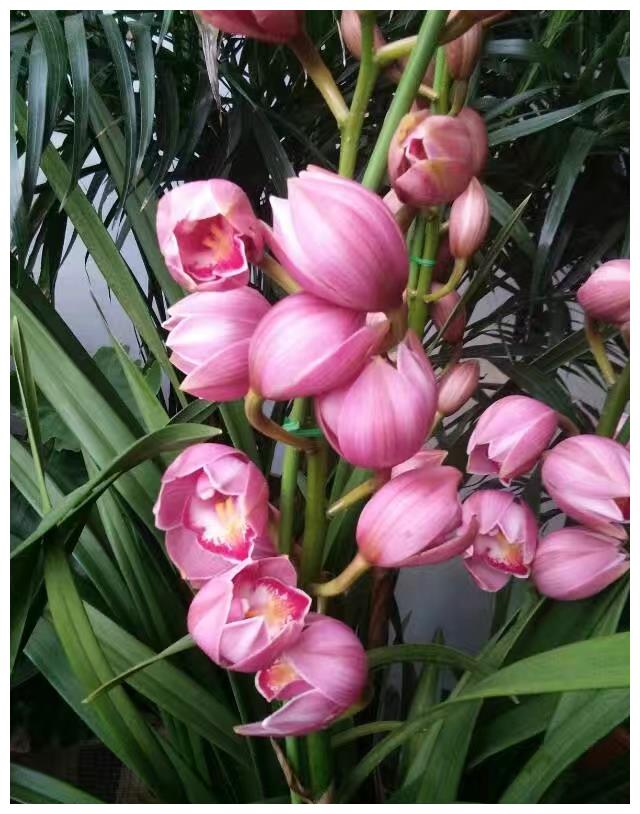 此花寓意美好,花型独特,品种繁多,适合家庭养护观赏