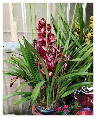 此花寓意美好,花型独特,品种繁多,适合家庭养护观赏