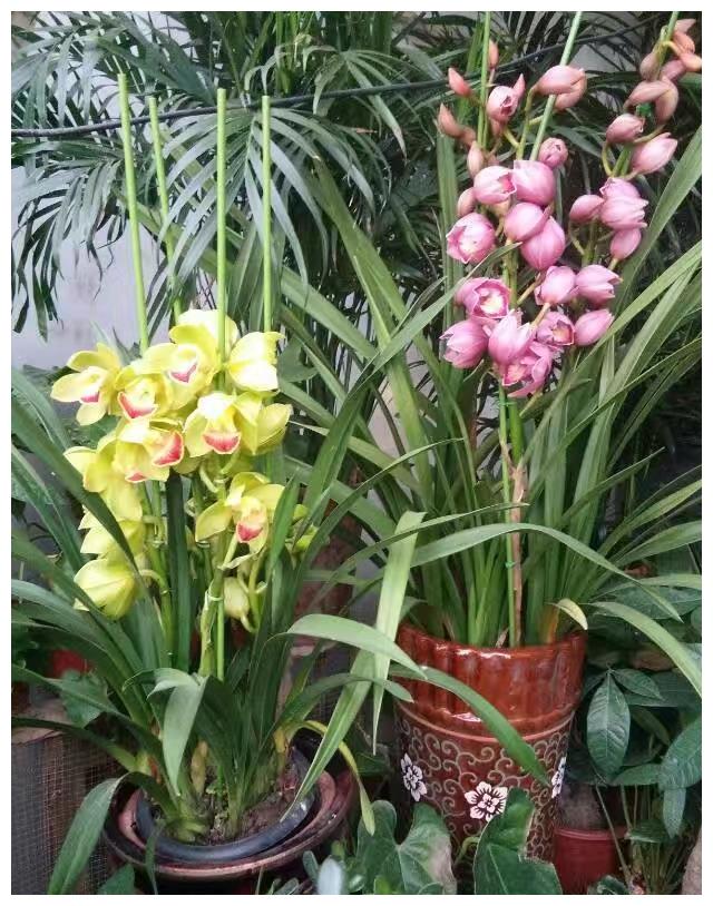 此花寓意美好,花型独特,品种繁多,适合家庭养护观赏