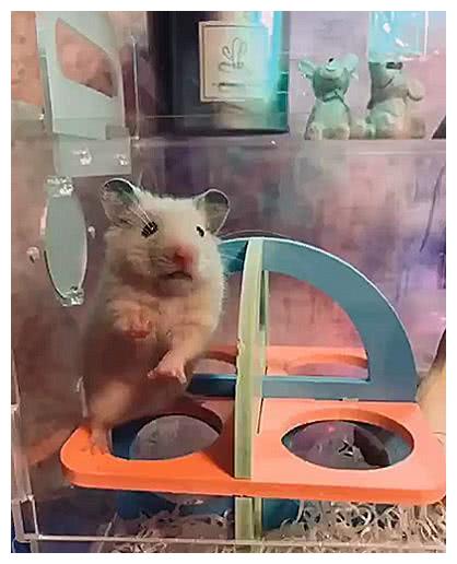 主人给小鼠拍照,萌小鼠竟对镜头伸爪爪,鼠:给我来四个小饼干!