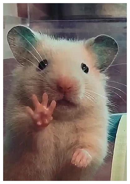 主人给小鼠拍照,萌小鼠竟对镜头伸爪爪,鼠:给我来四个小饼干!
