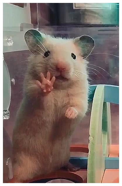 主人给小鼠拍照,萌小鼠竟对镜头伸爪爪,鼠:给我来四个小饼干!