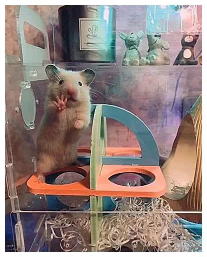 主人给小鼠拍照,萌小鼠竟对镜头伸爪爪,鼠:给我来四个小饼干!