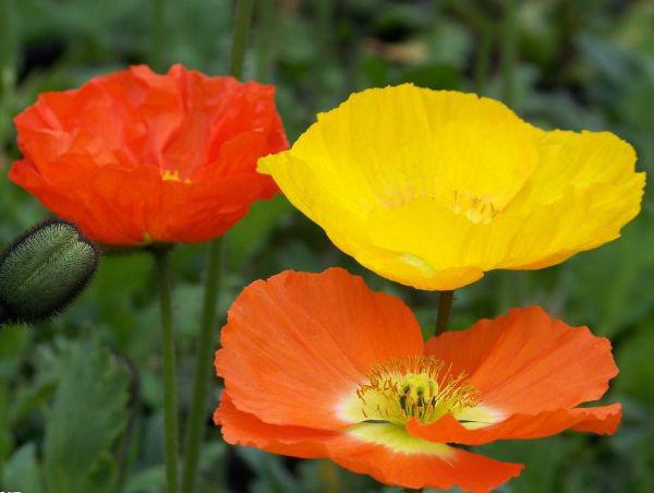 感叹春花秋月何时了,不如养护一盆虞美人,花朵美丽大方更好养护