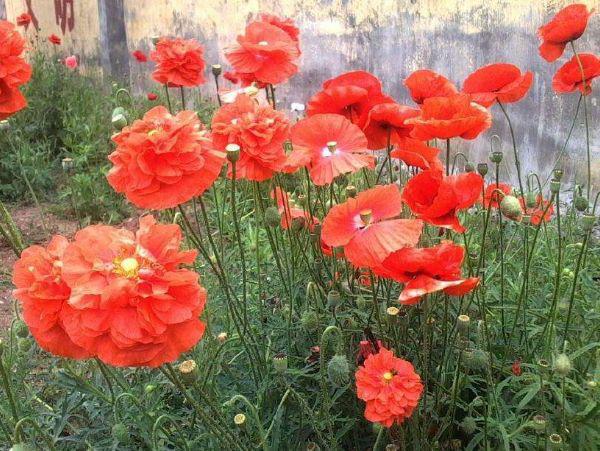 感叹春花秋月何时了,不如养护一盆虞美人,花朵美丽大方更好养护