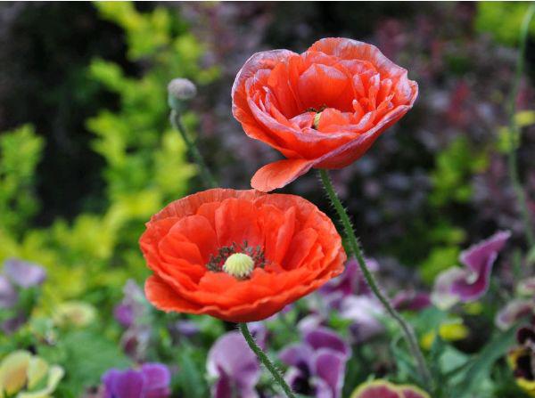 感叹春花秋月何时了,不如养护一盆虞美人,花朵美丽大方更好养护