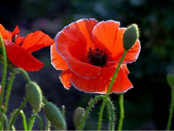 感叹春花秋月何时了,不如养护一盆虞美人,花朵美丽大方更好养护