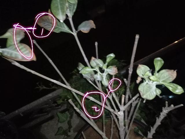 封闭阳台养护的栀子花掉光叶片了怎么办？照3点做，秋季再爆盆