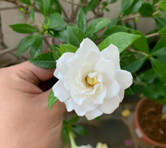 封闭阳台养护的栀子花掉光叶片了怎么办？照3点做，秋季再爆盆