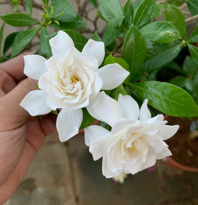 封闭阳台养护的栀子花掉光叶片了怎么办？照3点做，秋季再爆盆