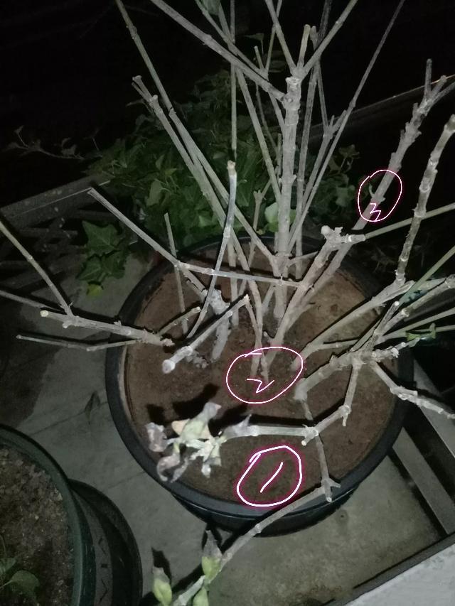 封闭阳台养护的栀子花掉光叶片了怎么办？照3点做，秋季再爆盆