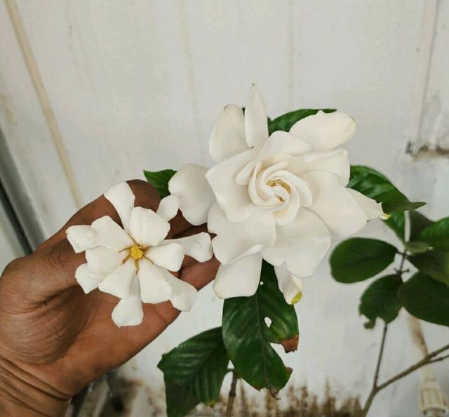 封闭阳台养护的栀子花掉光叶片了怎么办？照3点做，秋季再爆盆
