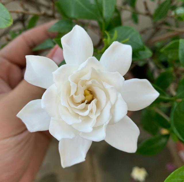 封闭阳台养护的栀子花掉光叶片了怎么办？照3点做，秋季再爆盆