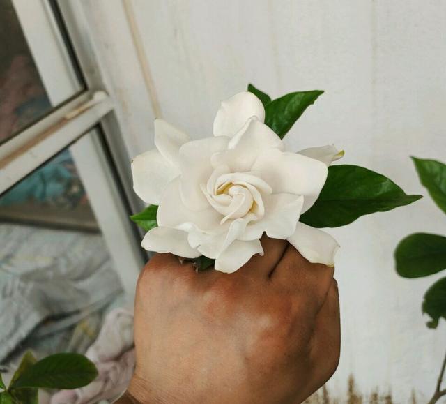 封闭阳台养护的栀子花掉光叶片了怎么办？照3点做，秋季再爆盆