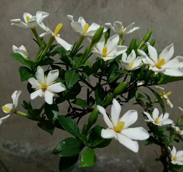 封闭阳台养护的栀子花掉光叶片了怎么办？照3点做，秋季再爆盆