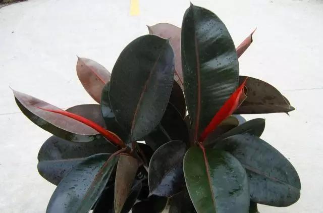 几种绿植适合在家养护，美观大气能净化空气，好养活适合懒人栽培