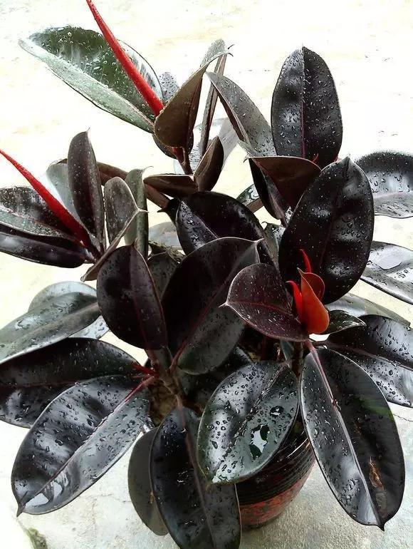 几种绿植适合在家养护，美观大气能净化空气，好养活适合懒人栽培