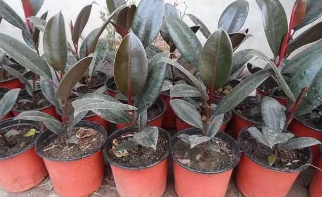 几种绿植适合在家养护，美观大气能净化空气，好养活适合懒人栽培