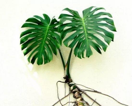 几种绿植适合在家养护，美观大气能净化空气，好养活适合懒人栽培