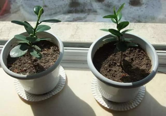 几种绿植适合在家养护，美观大气能净化空气，好养活适合懒人栽培