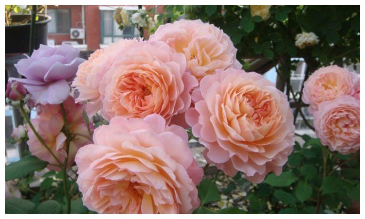 此月季花量大,长势茂盛,多头开花,花香悠长,值得养护