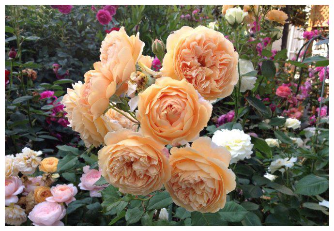 此月季花量大,长势茂盛,多头开花,花香悠长,值得养护