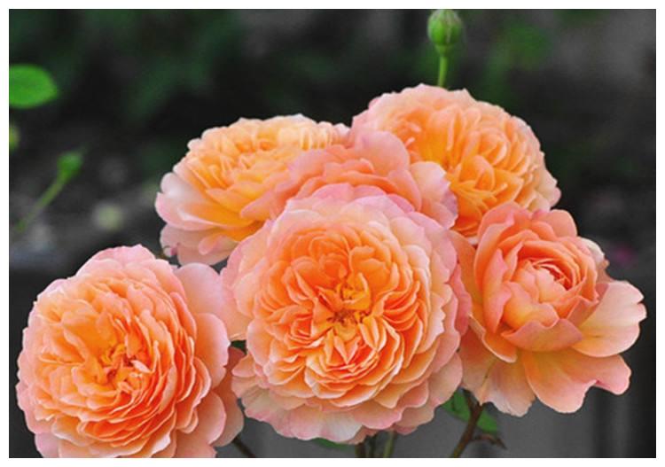 此月季花量大,长势茂盛,多头开花,花香悠长,值得养护