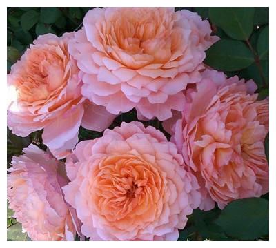 此月季花量大,长势茂盛,多头开花,花香悠长,值得养护