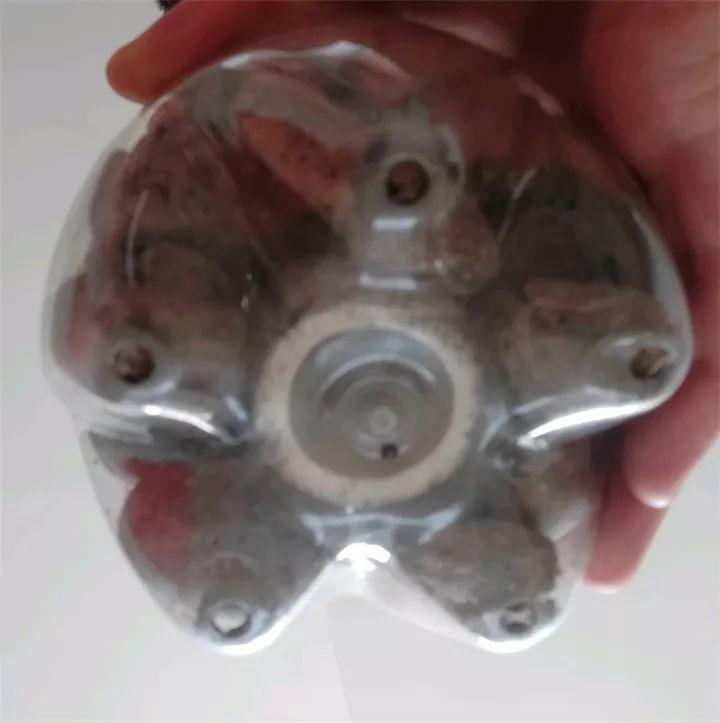 绿萝裹个旧毛巾，俩月能爬1米高，一片叶子脸盆大！