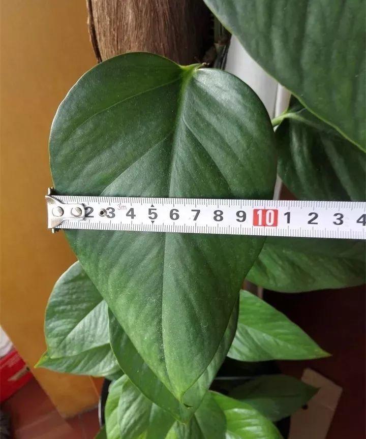 绿萝裹个旧毛巾，俩月能爬1米高，一片叶子脸盆大！