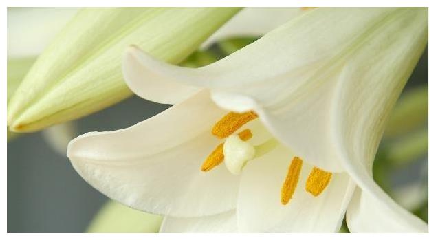 百合花养护“5步走”,花朵硕大高雅,花开爆盆,满屋飘香