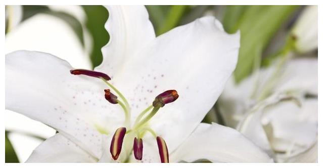 百合花养护“5步走”,花朵硕大高雅,花开爆盆,满屋飘香