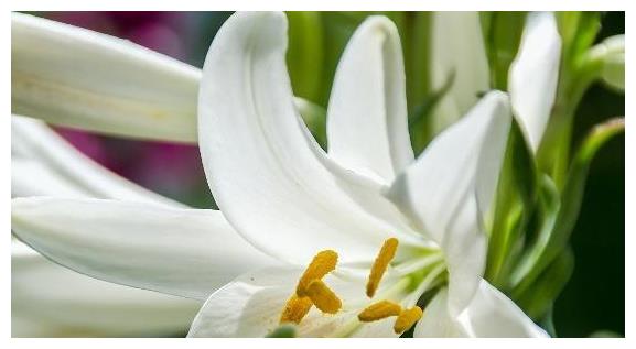 百合花养护“5步走”,花朵硕大高雅,花开爆盆,满屋飘香