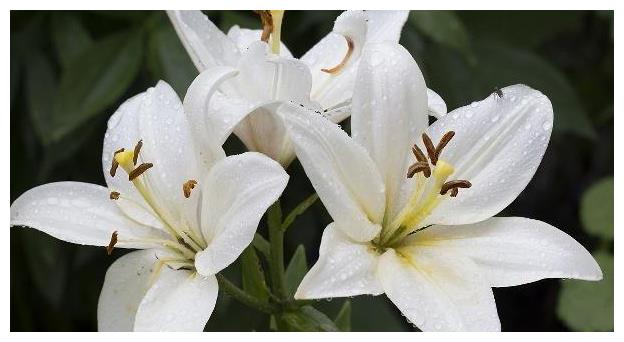 百合花养护“5步走”,花朵硕大高雅,花开爆盆,满屋飘香