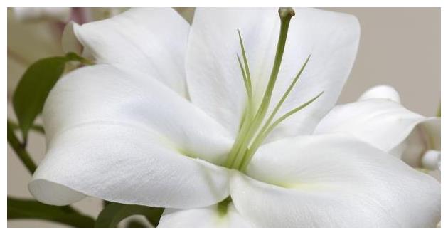 百合花养护“5步走”,花朵硕大高雅,花开爆盆,满屋飘香