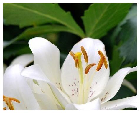 百合花养护“5步走”,花朵硕大高雅,花开爆盆,满屋飘香