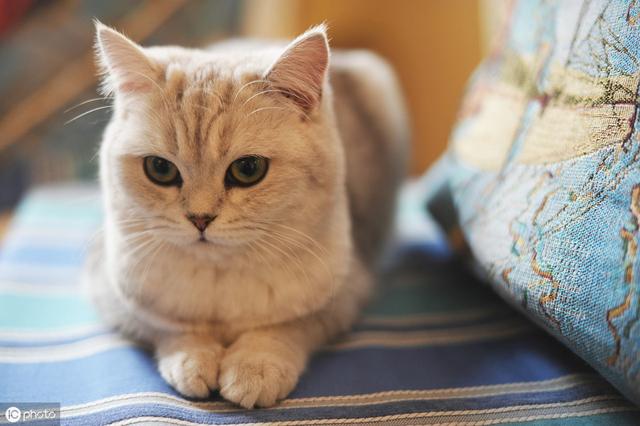 猫罐头如何选择？学会这几招成为老司机！