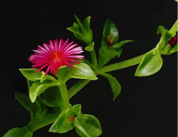 牡丹吊兰总是不开花?教你3个养护小妙招,花开满枝头轻松爆盆