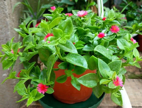 牡丹吊兰总是不开花?教你3个养护小妙招,花开满枝头轻松爆盆