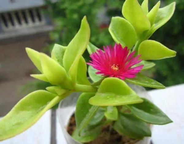 牡丹吊兰总是不开花?教你3个养护小妙招,花开满枝头轻松爆盆