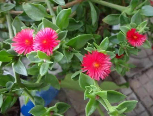 牡丹吊兰总是不开花?教你3个养护小妙招,花开满枝头轻松爆盆