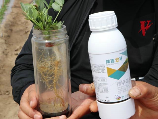 东北黑土地老农用拌喜2号种花生灾年也丰收 全村推广3万亩
