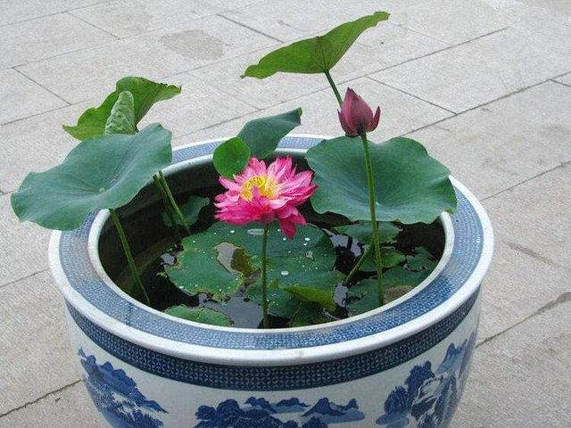 荷花自古富有诗意,现在都追求养成盆景,养护需要注意这几点